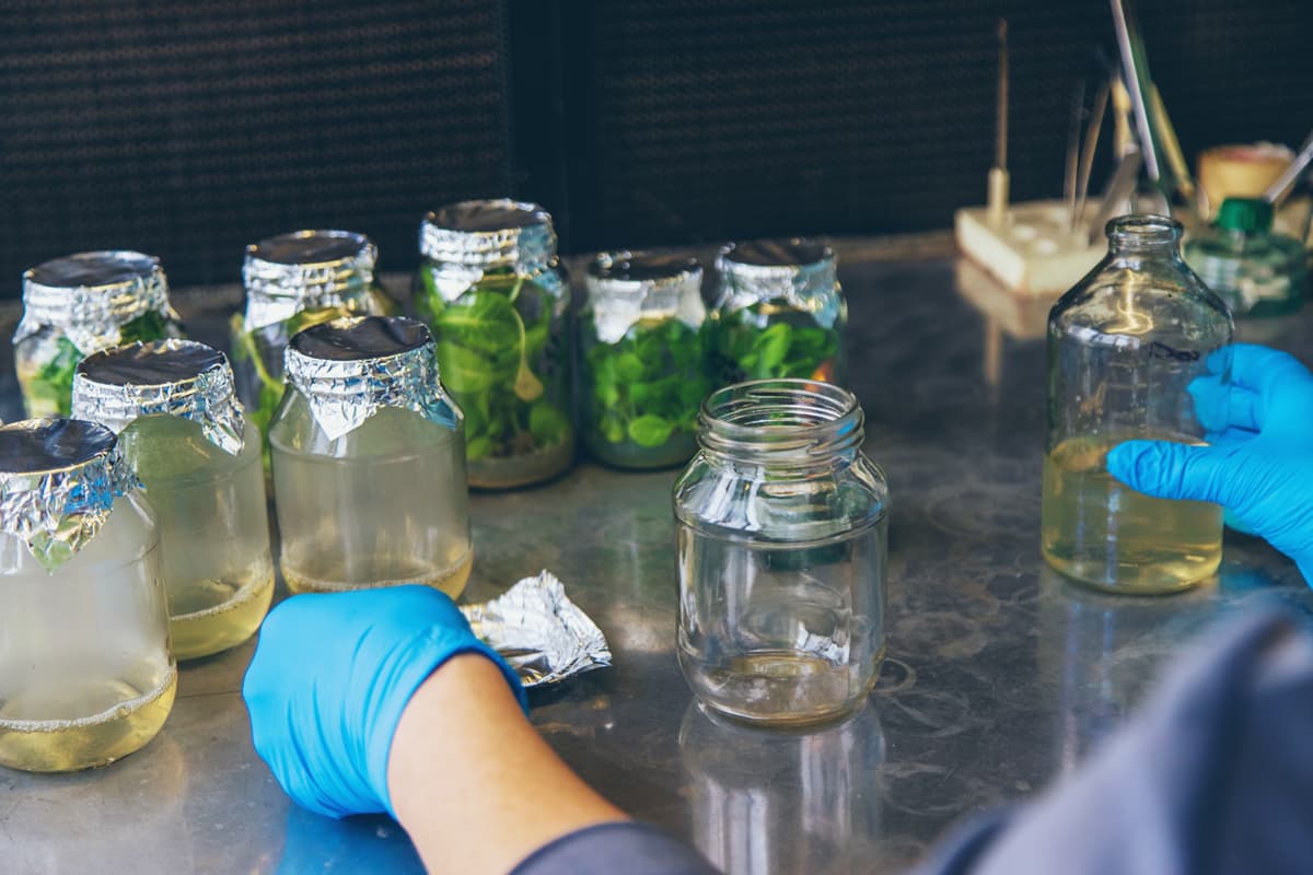 Featured image for: A Beginner's Guide to Fermentation Biotechnology for Sustainable Materials