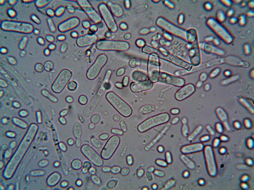 Featured image for: Senolytics Explained: Can We Really Clear "Zombie Cells" to Live Longer?